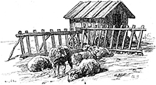 Parcage des moutons selon Theuriet Parcage des moutons selon Theuriet